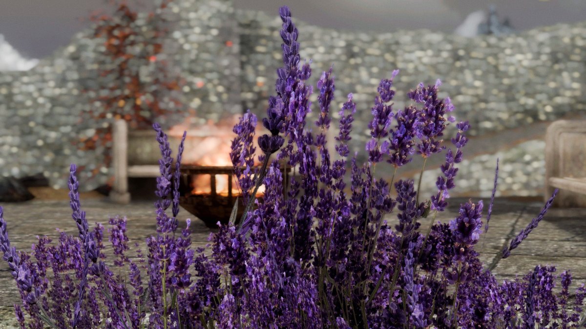 Лаванда Манстед изгородь