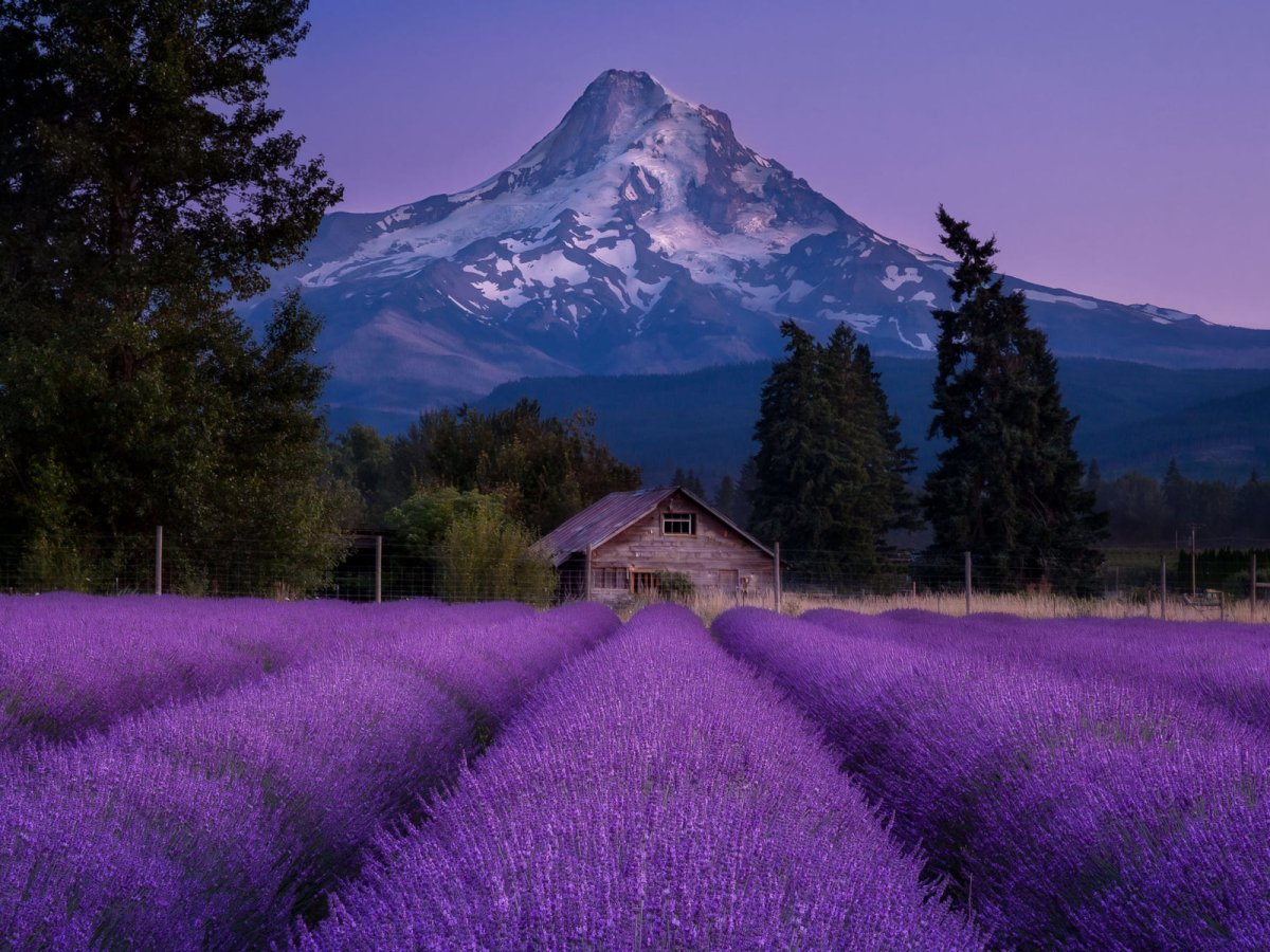 Франция Лавандовое поле Прованс Эстетика