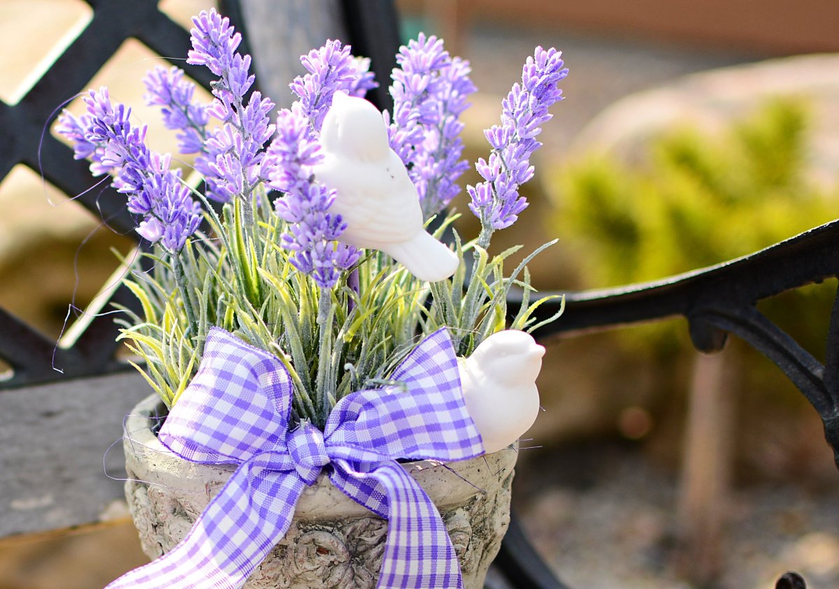 Лаванда разнолистная