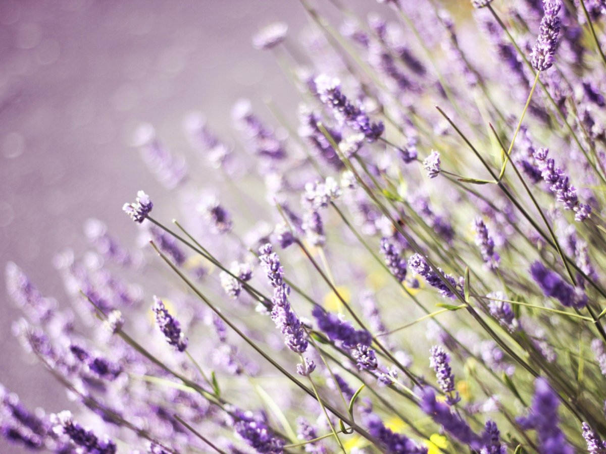 Лавандовая ферма Франция