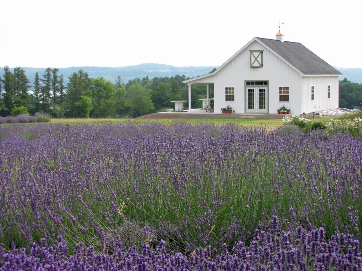 Париж Лавандовые поля домик
