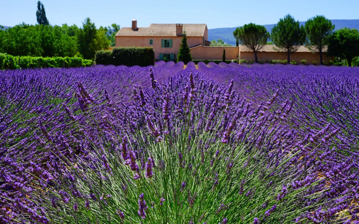 Картинки на рабочий стол Лаванда