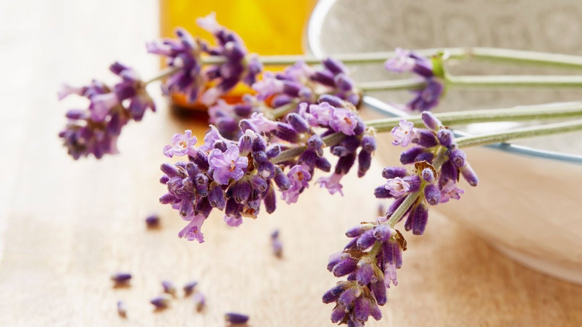 Лаванда узколистная Вознесенская