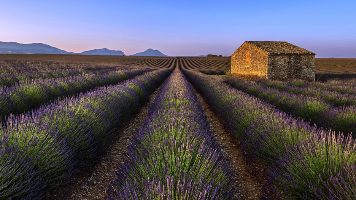 Картинки на рабочий стол Лаванда