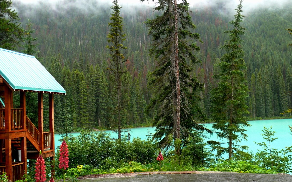 Forest House Хижина в лесу