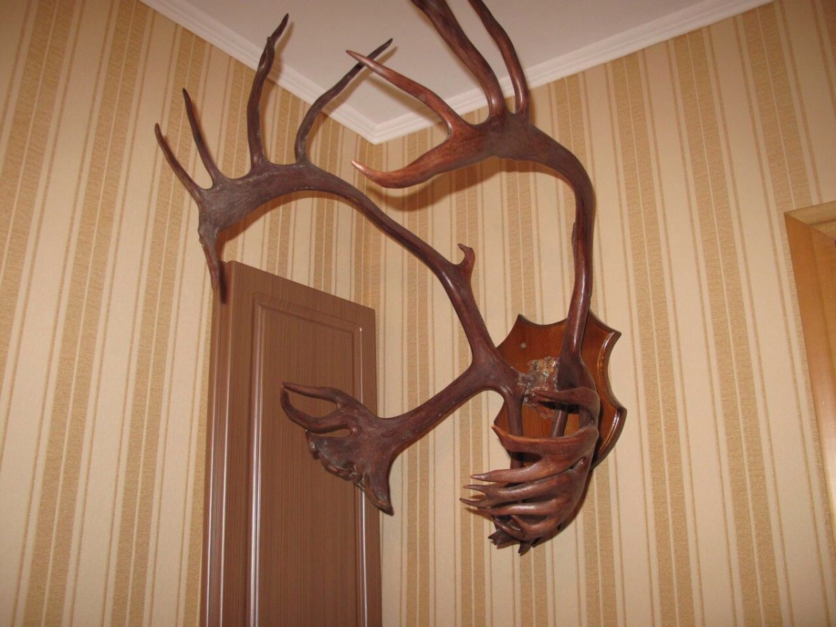 Рога оленя на стену