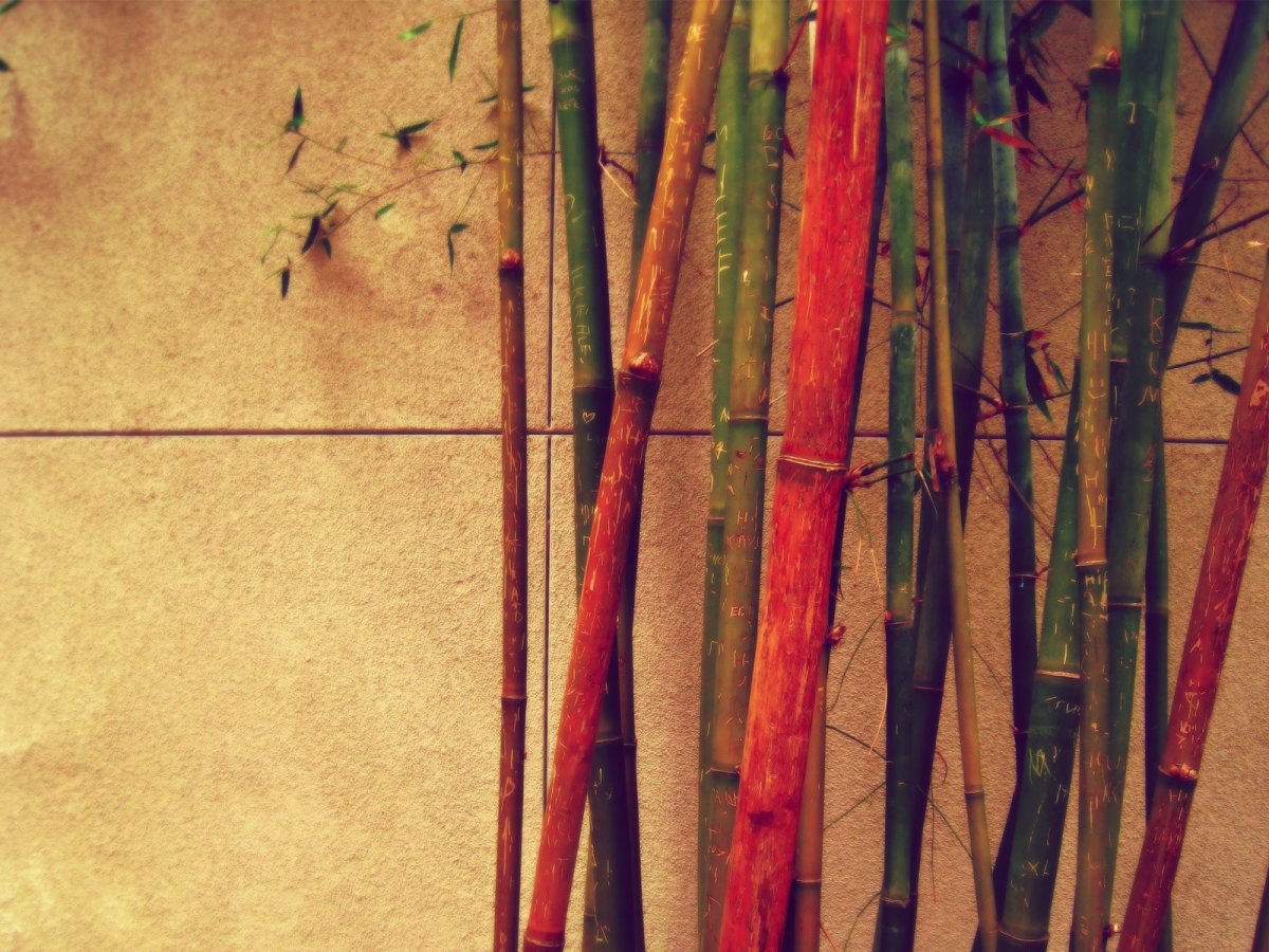 Разноцветный бамбук