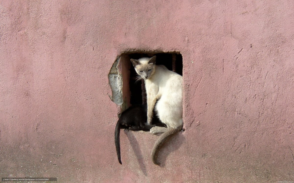 Сиамская кошка на стене