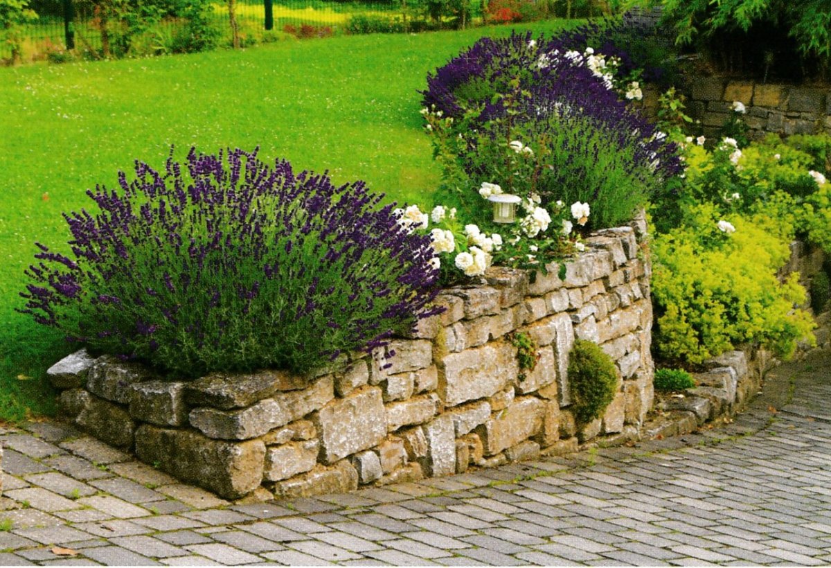 Обриетта на подпорной стенке