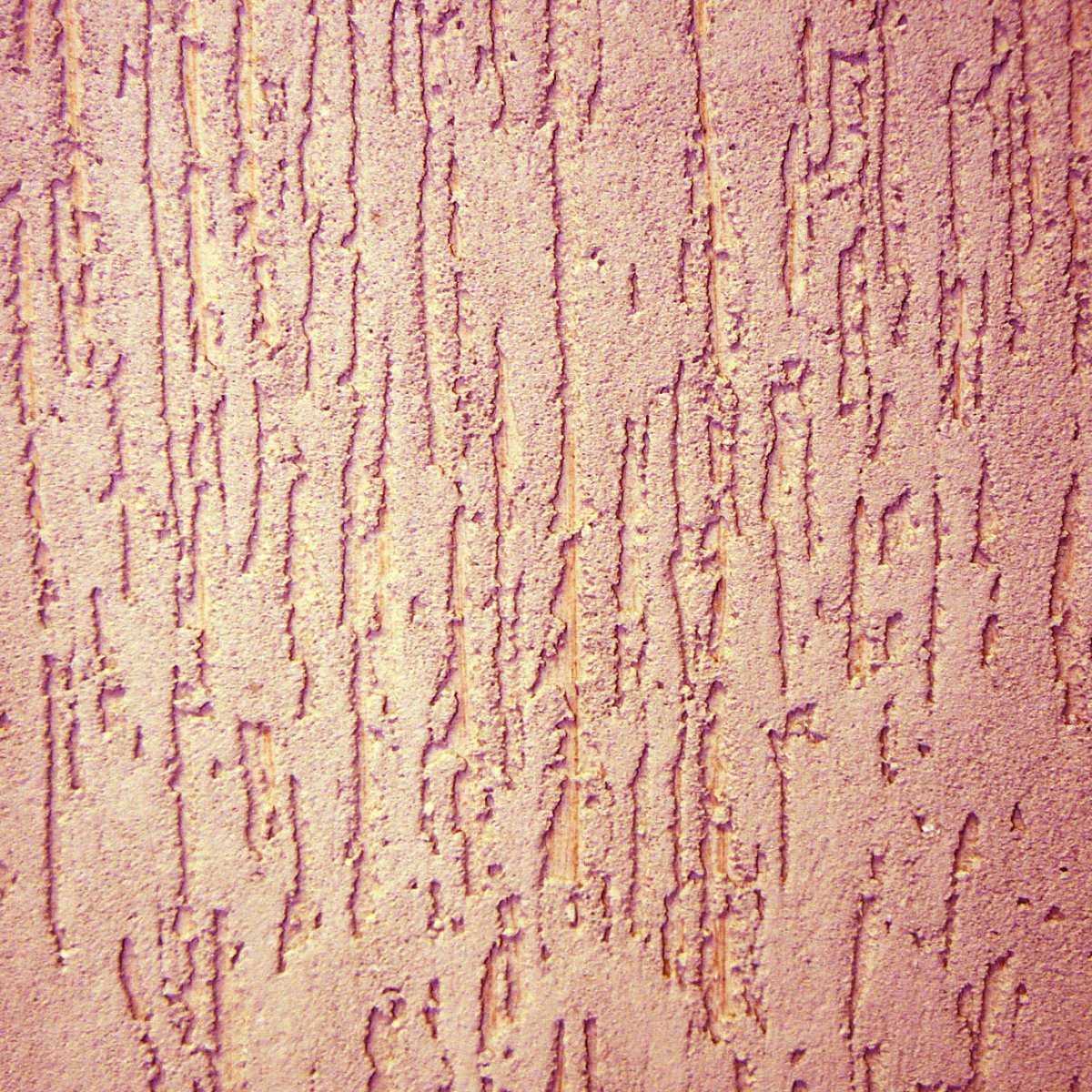 Эвекс короед