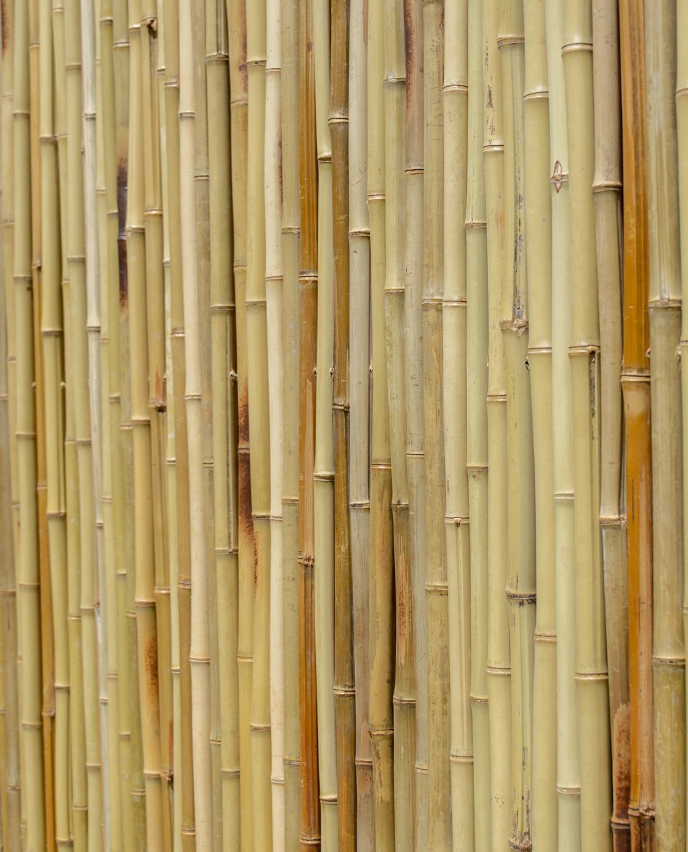Big bamboo play big bamboo top. Бамбук текстура. Текстура светлый бамбук. Бамбук фон. Бамбук на белом.