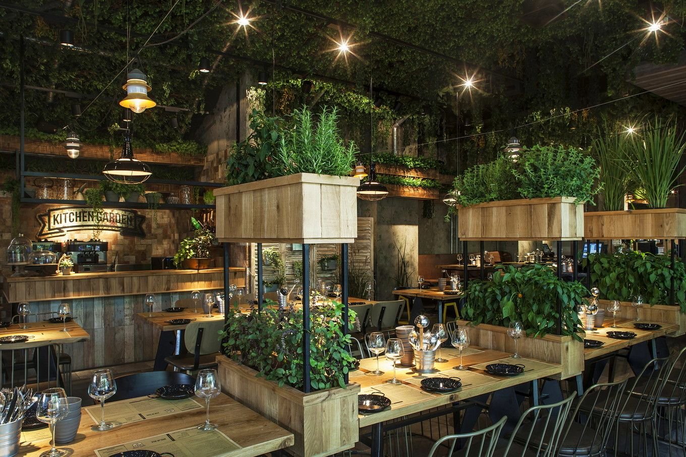 растения для кафе и ресторанов название