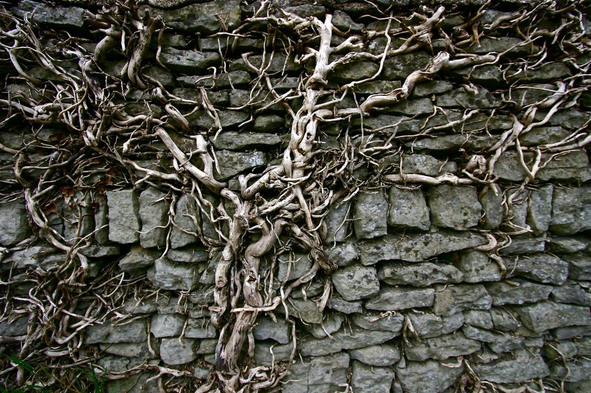 Стена из корней