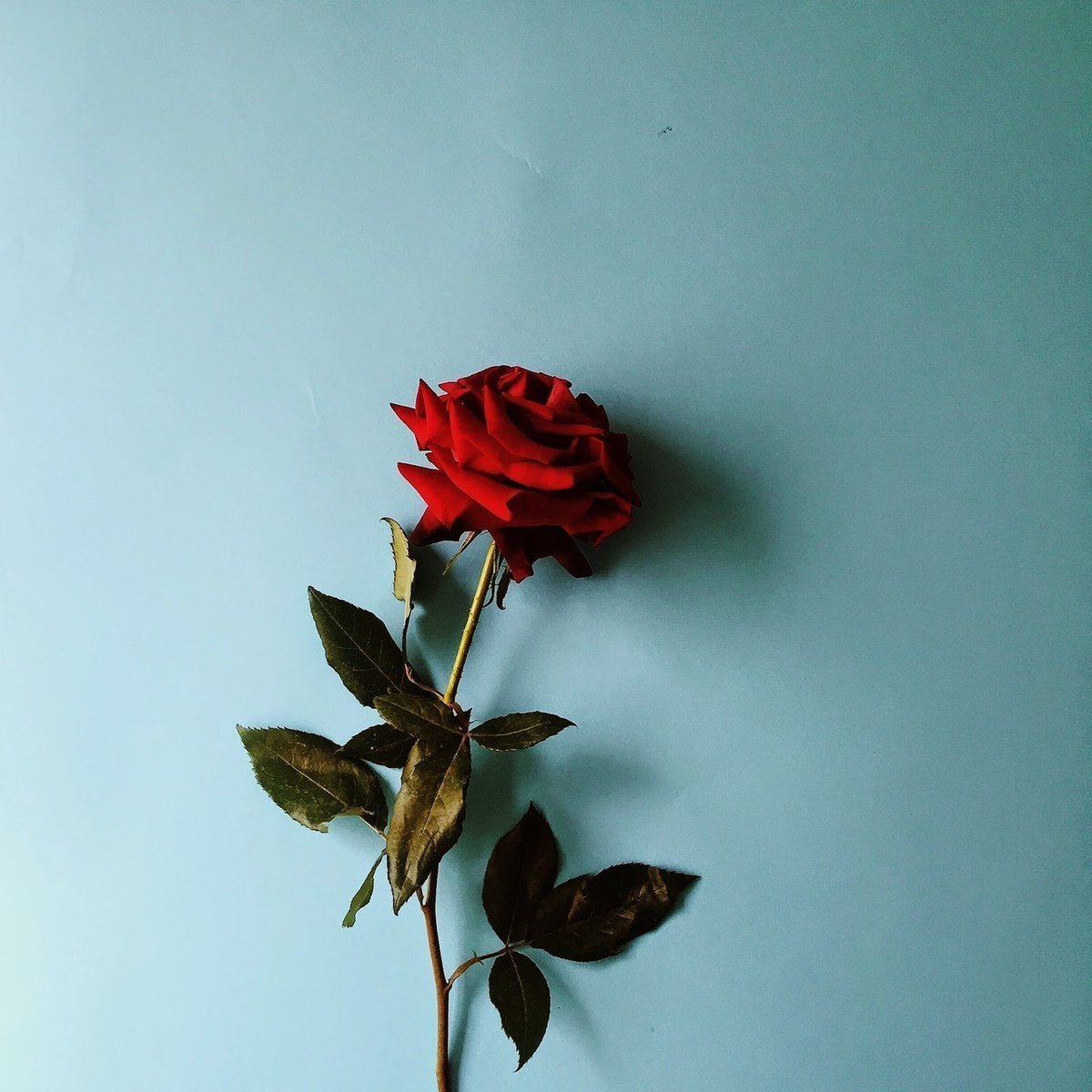 Розы на стене