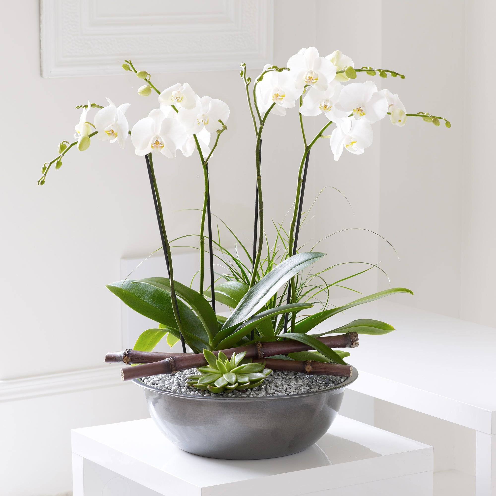 орхидея напольная фото