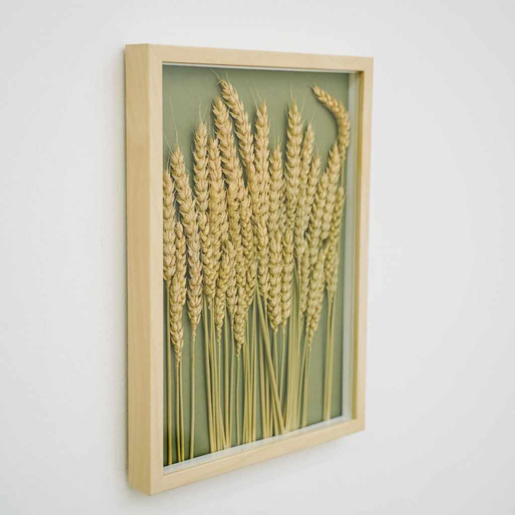Сухоцвет Пшеница (ДЕКОР) 50-60см