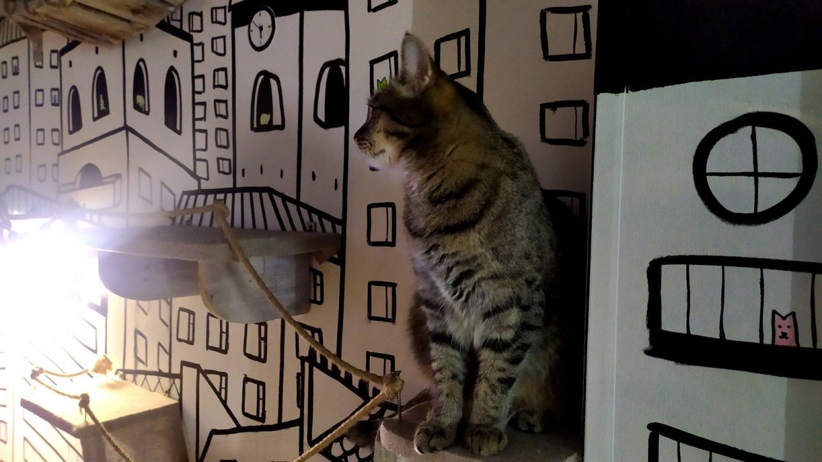 Комната в кошачьем стиле