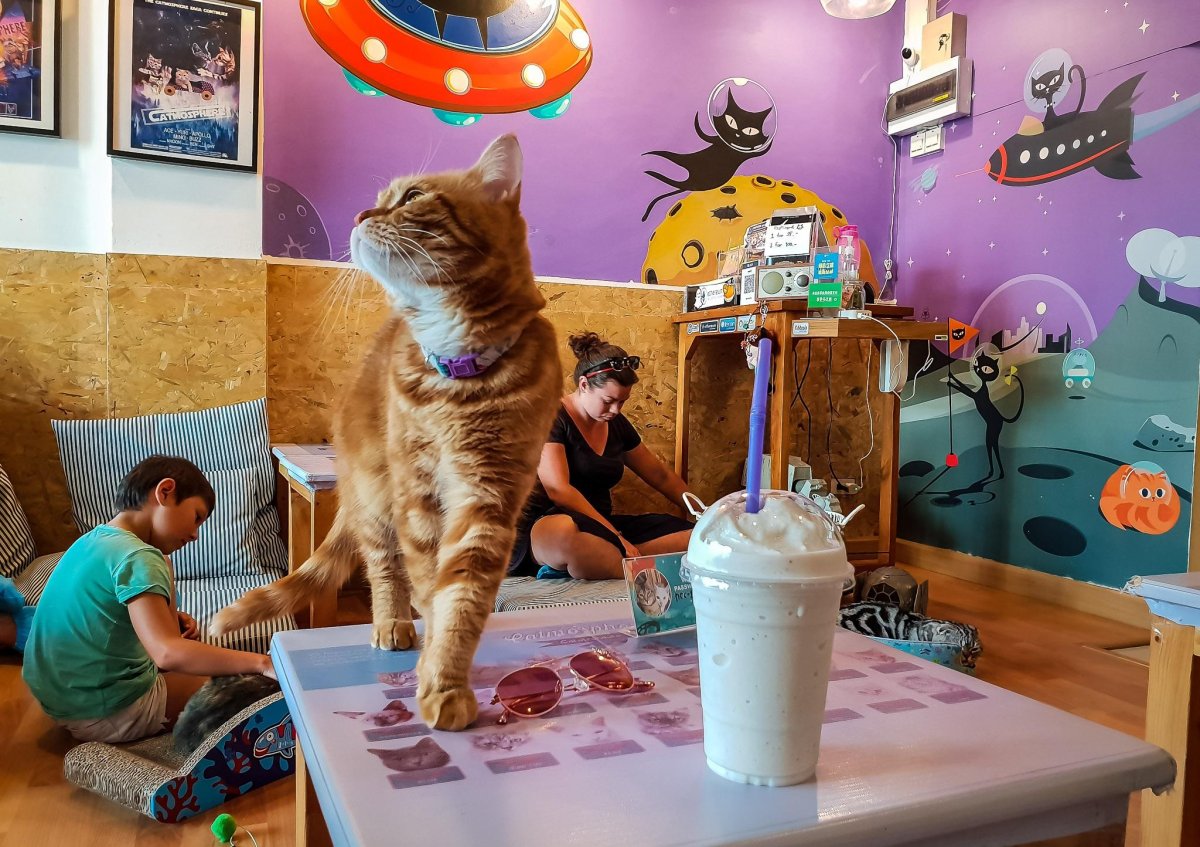 Фотообои кошки в интерьере