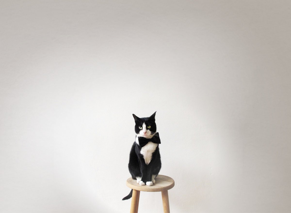 Коты в интерьере