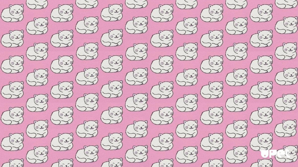 Фон с котятами