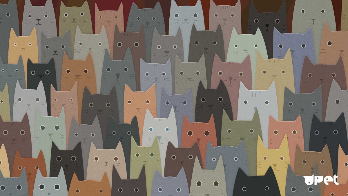 Cat Cat гостиница для кошек