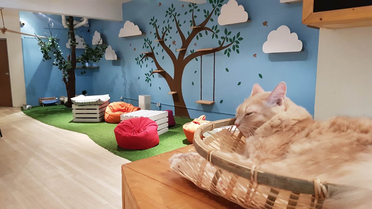 Коты в интерьере квартиры