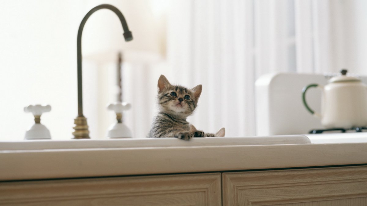 Паттерны с животными