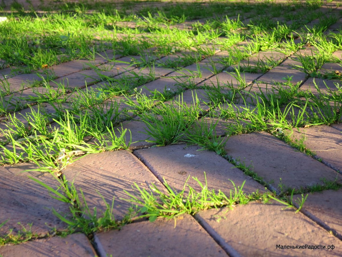 Трава на асфальте