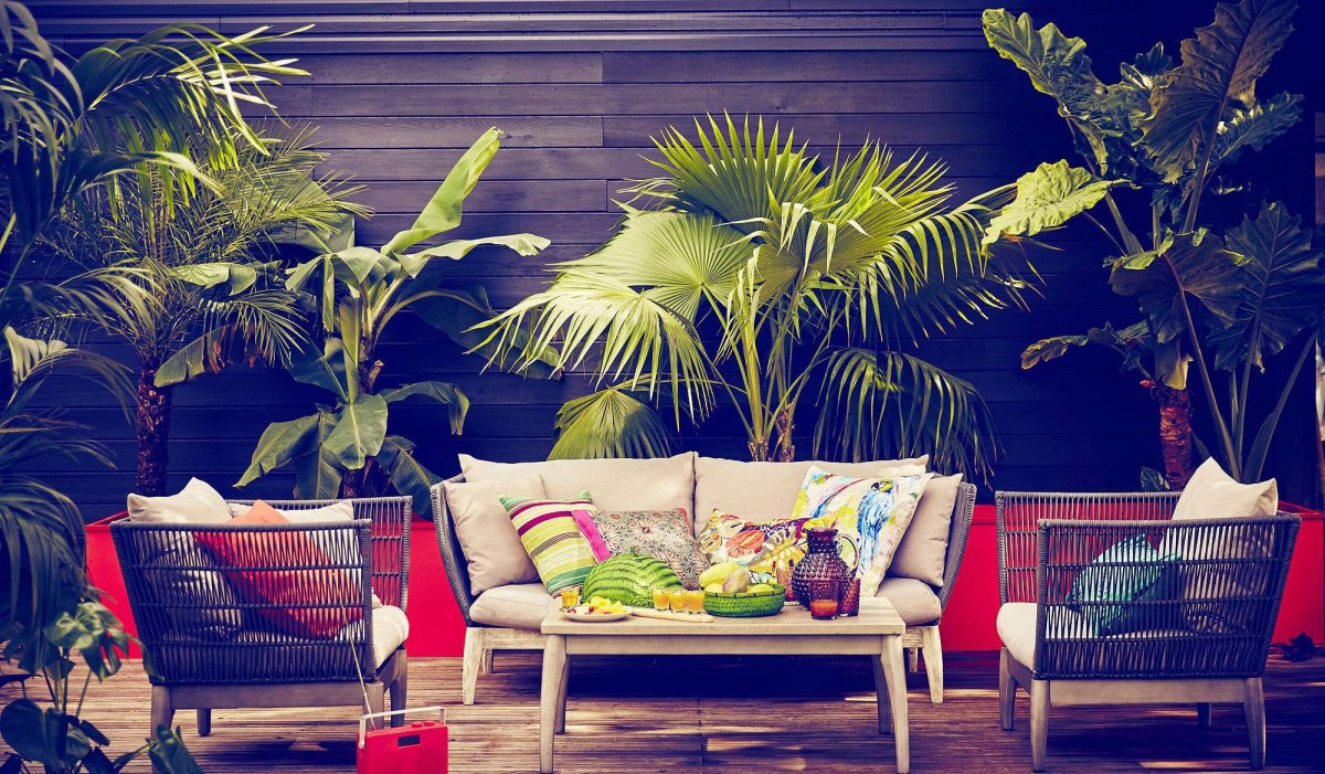 Юкка слоновая комнатная