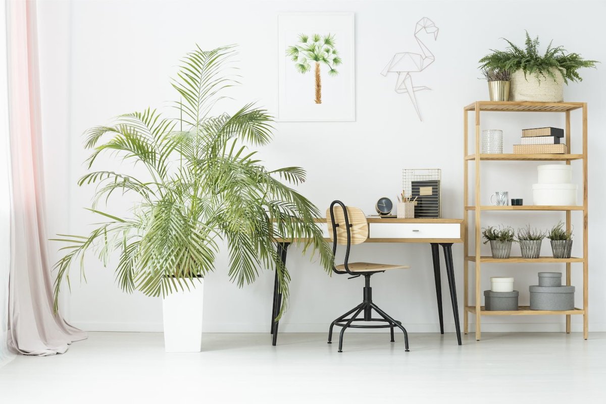 Пальма в комнате