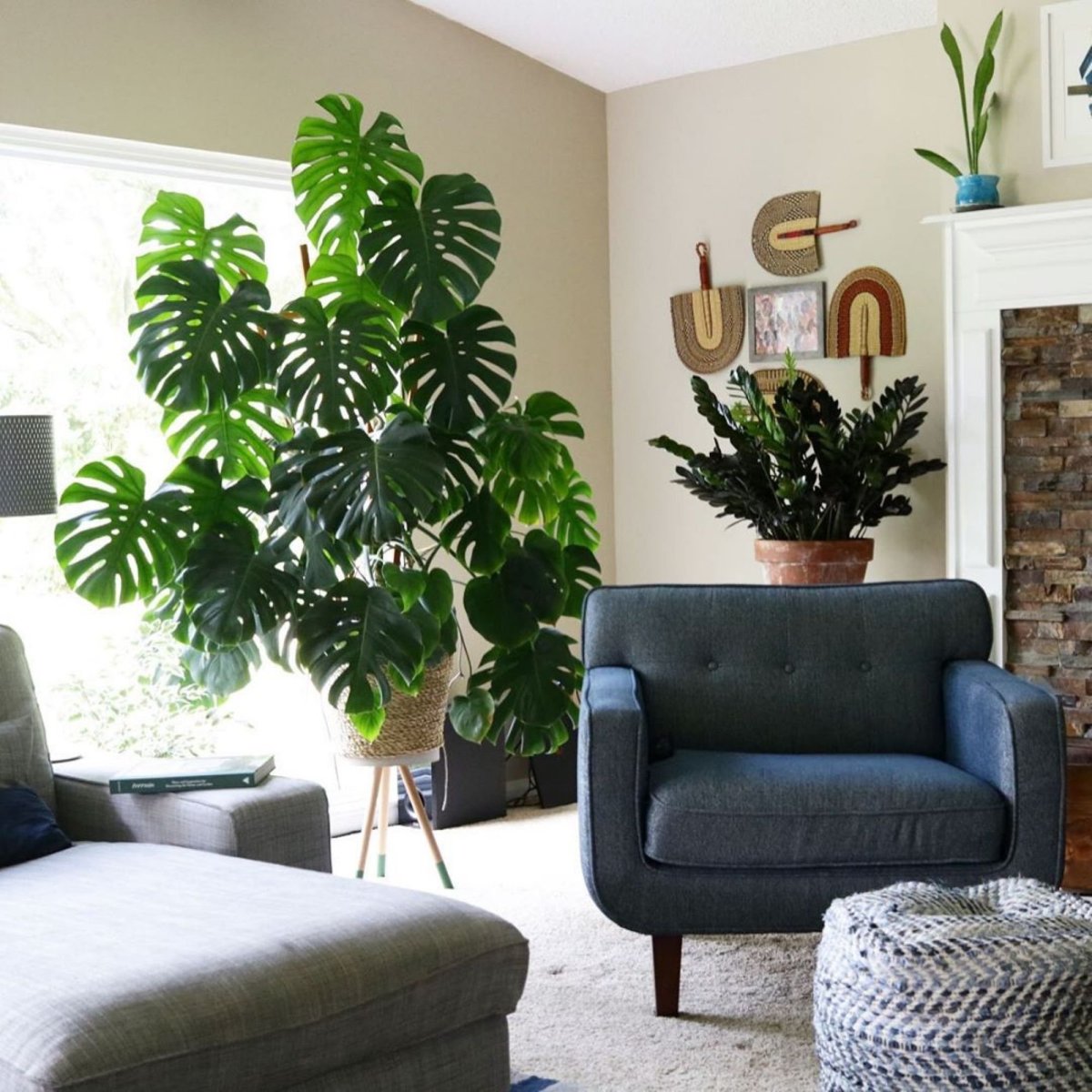 Монстера в интерьере