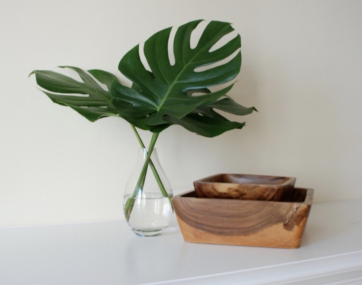 Monstera deliciosa 55/14 - монстера