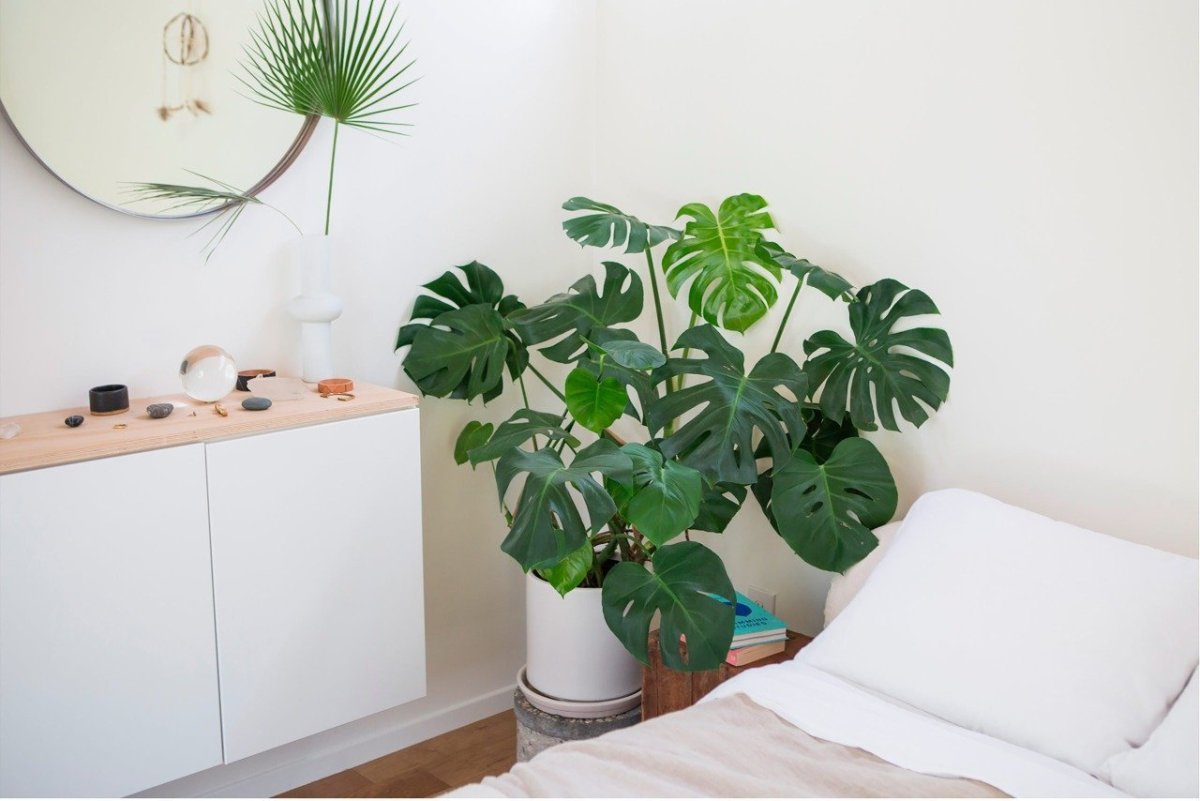 Цветы мужегоны монстера