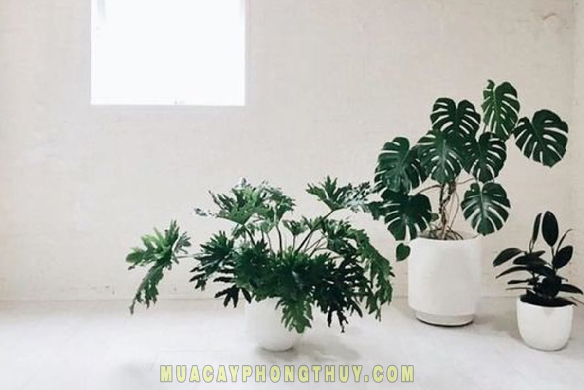 Минималистичный интерьер монстера