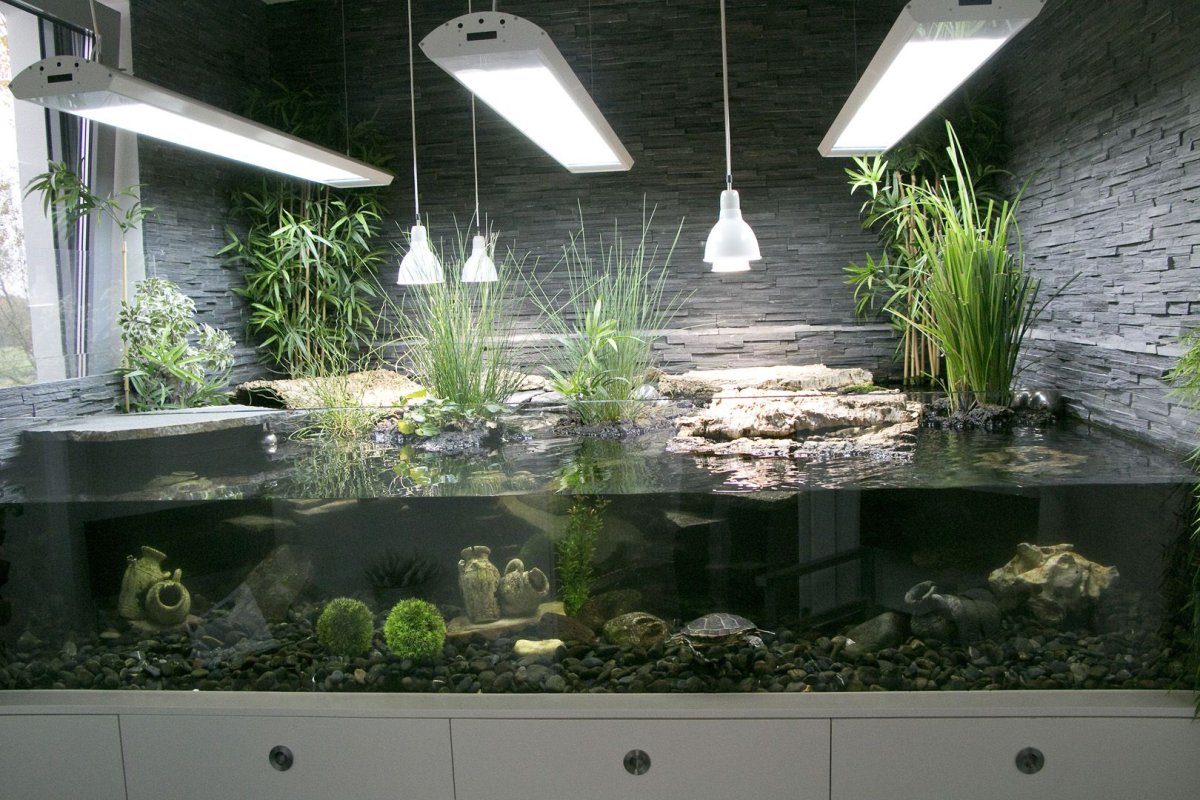 Аква палюдариум