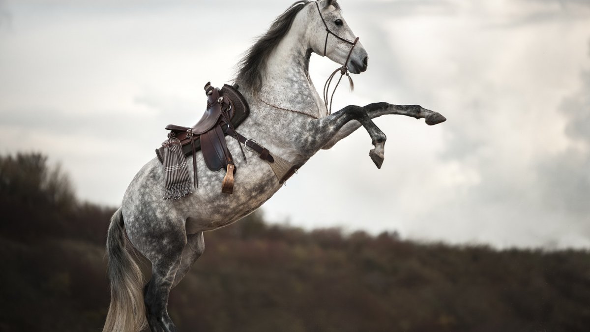 Лошади на фоне высоких стволов деревьев