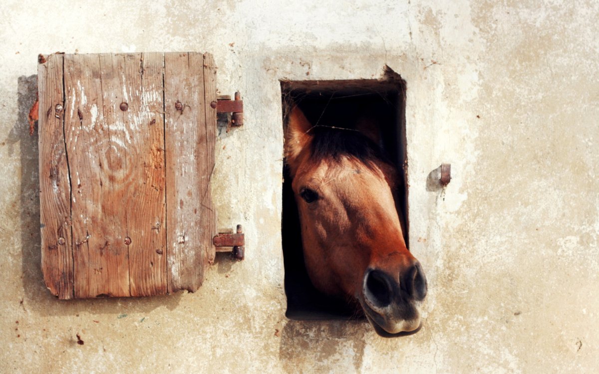 Обои с лошадьми на стену