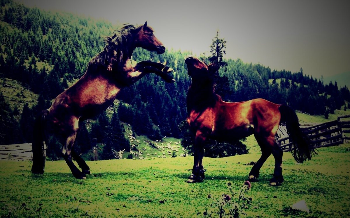 Дискотека коней и лошадей