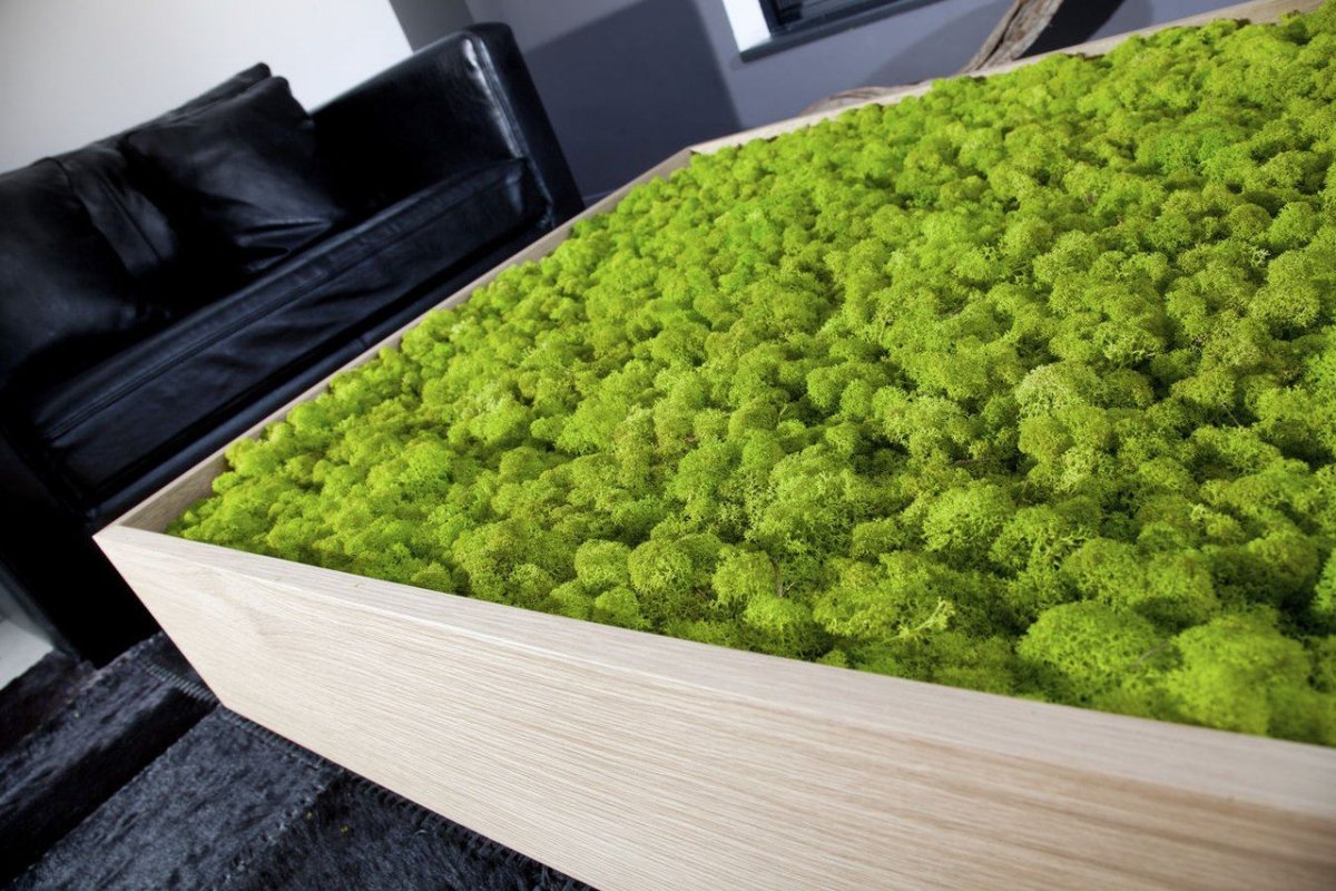 МАКССПЕЙС мох