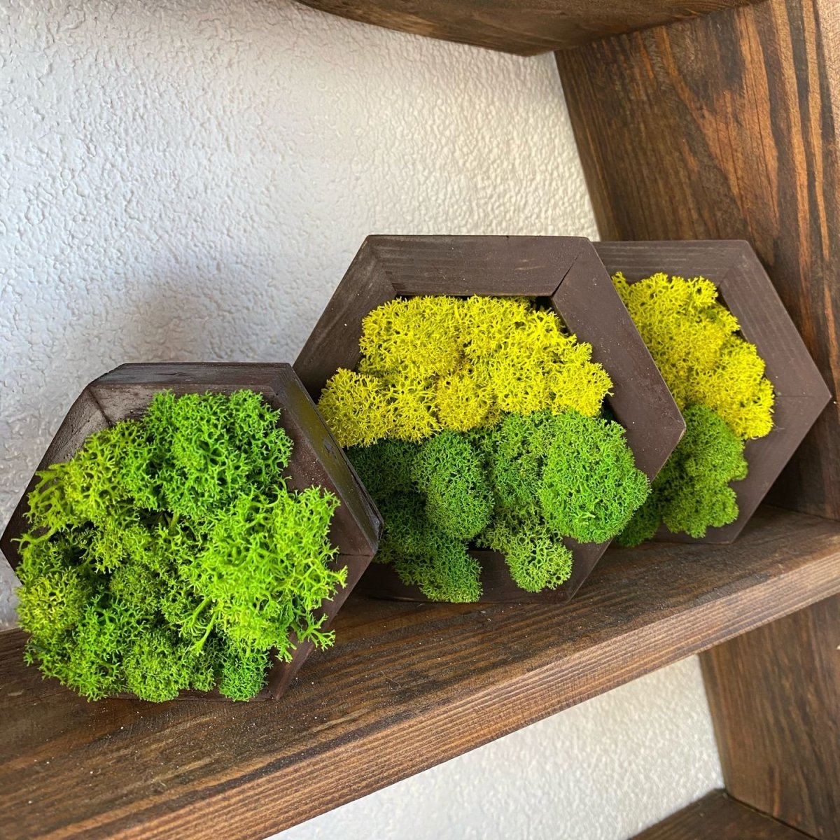 Декоративный ягель мох