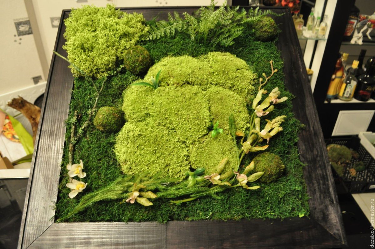 Стабилизированный мох