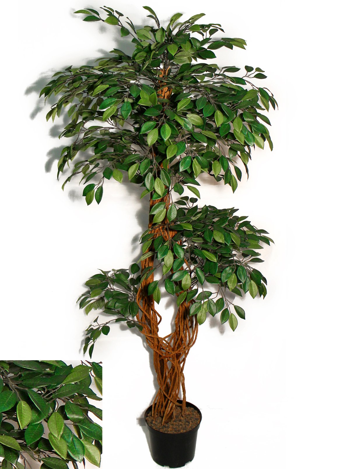 Комнатные лиственные деревья