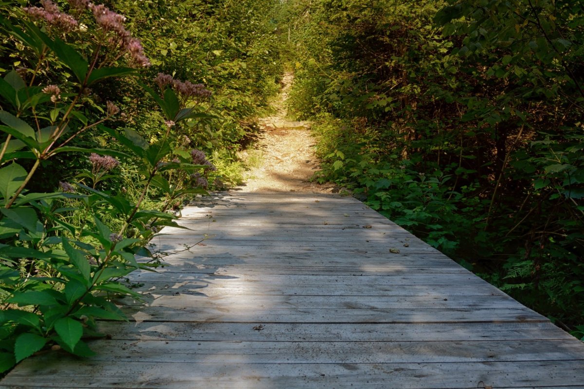 Деревянные дорожки в лесу