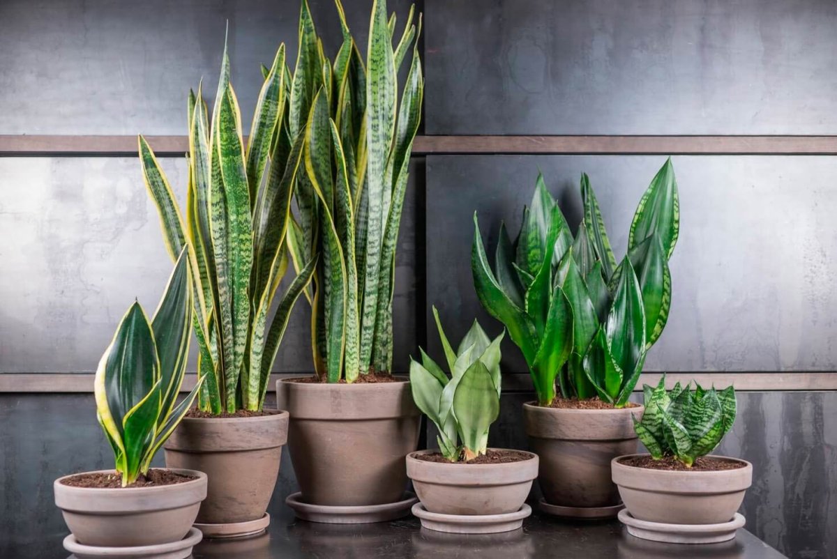 Сансевьера щучий хвост