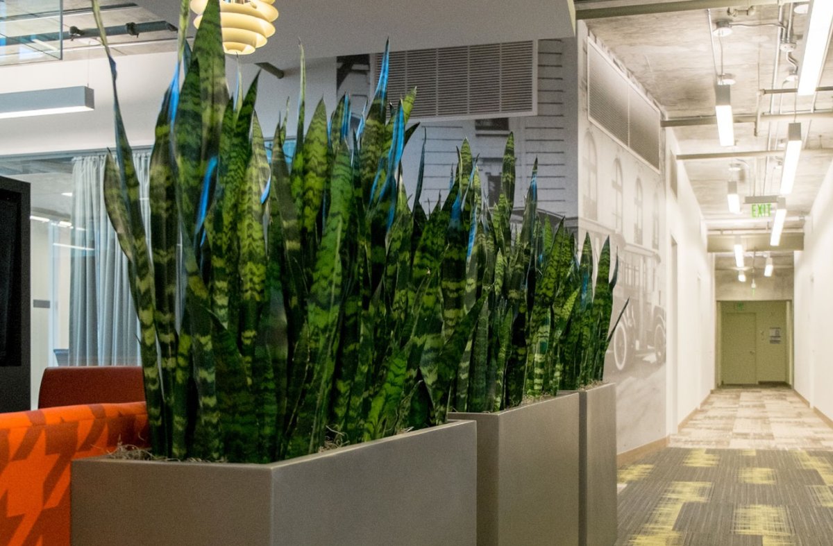 Сансевиерия в интерьере