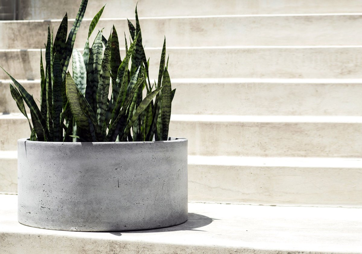 Сансевиерия Форескейт