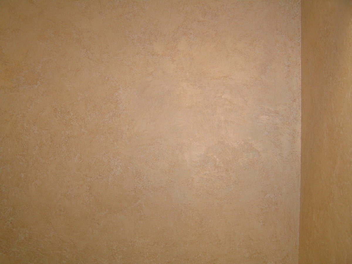 Короед венецианка