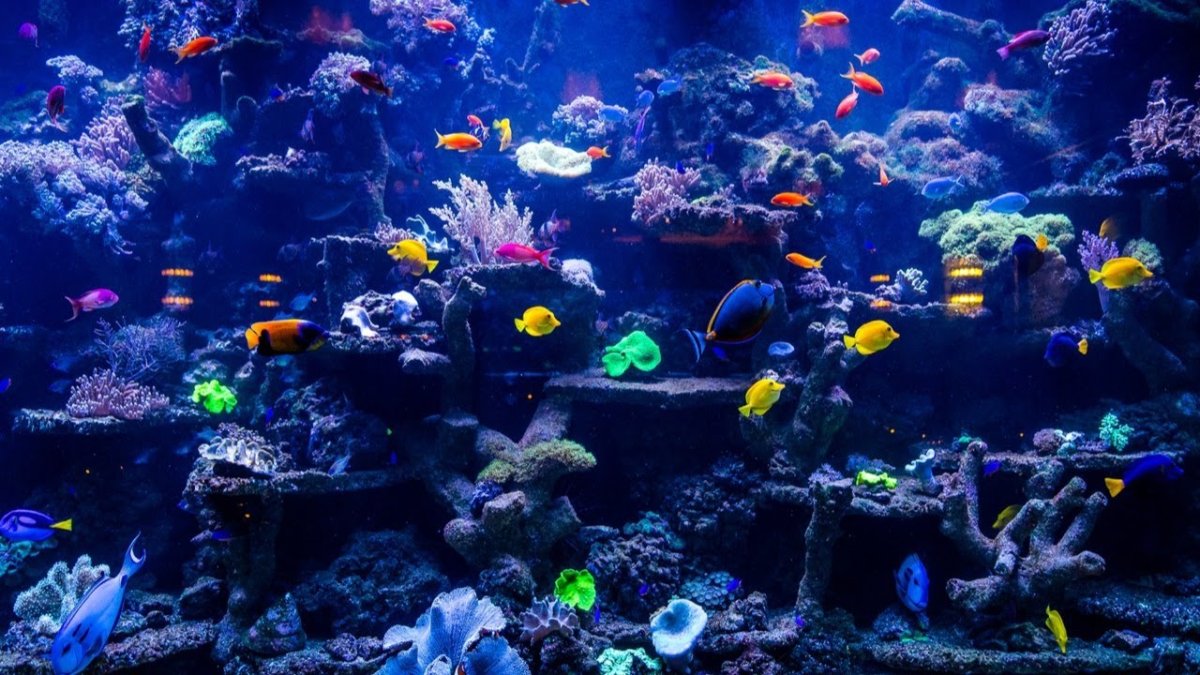 Журнальный столик аквариум