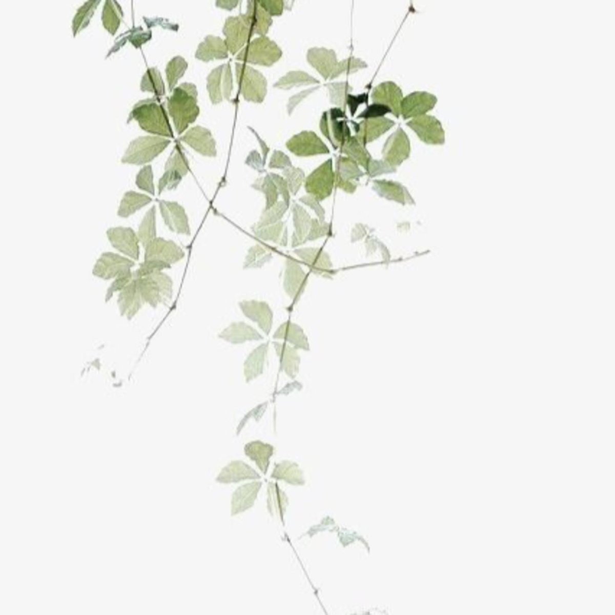 Ампельные растения в интерьере