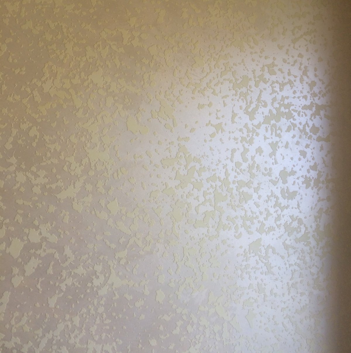 Короед венецианка